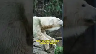Bear 🐻 #nature #bear #takecareofanimals #takecare #cutiee #animals #wildlife #adorable #adorablebear