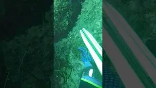 Sarago in tana #fishing #pescasub #pesca #spearfishing #sub #sarago