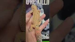 Every time you're counting on one... #reptiles #leopardgecko
