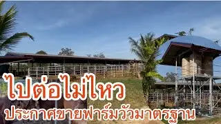 จากยุครุ่งเรือง สู่วันโรยลา เมื่อไม่สามารถไปต่อได้จึงประกาศขายฟาร์มวัวมาตรฐานพร้อมเนื้อที่25ไร่ #วัว