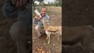Мама этого маленького спрингбока стала мамой впервые и нуждалась в небольшой помощи в уходе за ним.