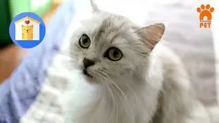 Is It Better to Adopt a MALE or FEMALE Cat?