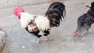 Amazing rooster & hen walking outside in the morning | rooster crowing sound 🐓🐔 #birds 