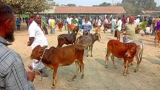 @আজ ১৯ জানুয়ারী ২৬।। মিডিয়াম ষাঁড় বাচ্চা গরু কেমন দাম ঠাকুরগাঁও জেলার মাদারগঞ্জ হাটে।