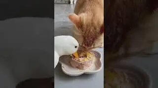 Duck Eating Cat Food!