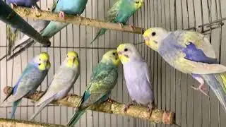 AI k ana k bad Bird hobby per kya affect aega? 