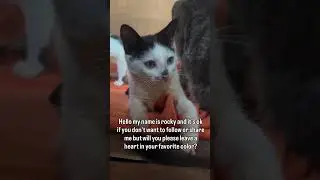 🚨СРОЧНЫЙ ПРИЗЫВ К ПОМОЩИ В ОБЕСПЕЧЕНИИ КОШАЧЬЕГО КОРМА!: В приюте закончился кошачий корм. Пожалу...