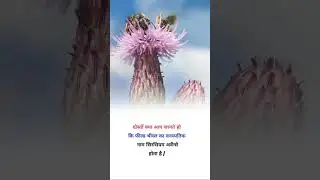 Field Thistle botanical name #shorts agriculture