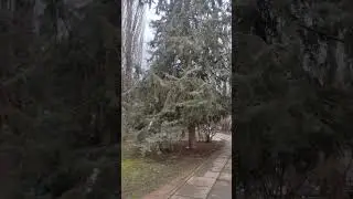 увидел красивый кипарис арезонский плакучие форма :) #сад