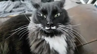 Clingy purring baby with the longest whiskers ever
