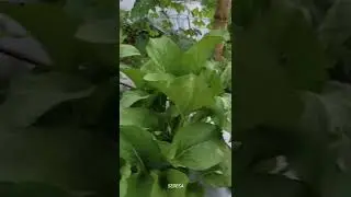 Lihat kebunku