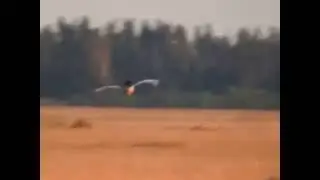 outarde canepeti&egrave;re de la crau