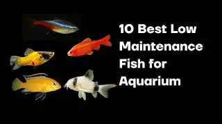 The 10 Best Low Maintenance Fish for Aquarium