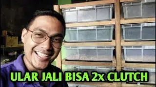 Ternyata Colubrid Lokal Gak Kalah Dengan Colubrid Import, Ular Jali / Ptyas Mucosus