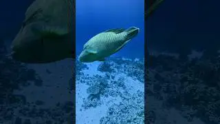 Diving with Cinderella Eldawley in Red Sea , Sharm el Sheikh 2025 Ras Mohamed Amphoras Reef