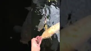 Showa, karashigoi, soragoi des carpes koi tr&egrave;s docile