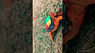 turtle walk #subscribe #shortsvideo #viral #shorts