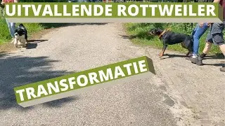 UITVALLENDE ROTTWEILER -  Ervaring Life coach Leidy | Leidy methode