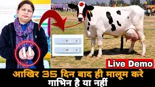 गाय/भैस की गर्भावस्था जाँचने की किट - India's First Animal Pregnancy Test KIT Develop by NDRI