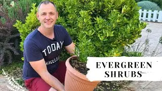 How to grow Euonymus!