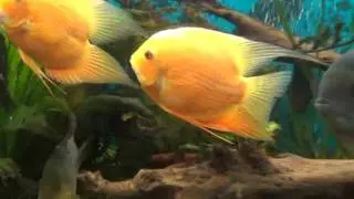 severum red spotted super red