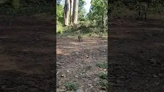 Pongo and long tail monkey in Amber troop #wildmonkey #shortsvideo #wildlifemonkey