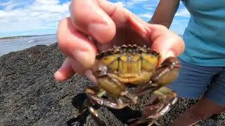 Carcinus maenas
