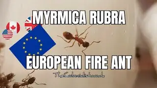 Myrmica Rubra The European Fire Ant