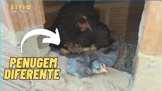 IN&Iacute;CIO DE NASCIMENTO - CHOVEU UM POUCO | S&Iacute;TIO COM JAVEH 