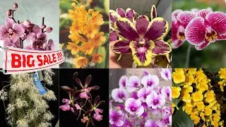 🔴Big Sale Spesial Liburan🤩Banyak Anggrek Murah Id Super Mewah🌞✅️