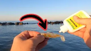 CHARLESTON JETTIES - Redfish On Z-Man Diezel MinnowZ