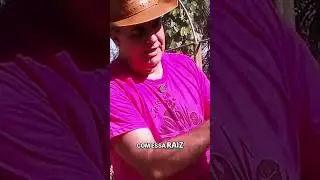 Chic&oacute;ria da Amaz&ocirc;nia Benef&iacute;cios, Usos e Segredos dessa Planta Incr&iacute;vel