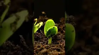 Plant Life ❤️ - Instagram Reels
