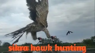 Hunting with sikra hawk #falconry #hawking #sikra #falconryindonesia