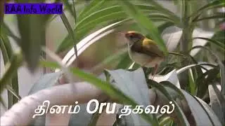 World sparrow day | தினம் ஒரு தகவல் - தேன் சிட்டு | Dhinam Oru Thagaval | Chittu kuruvi | TNPSC GK