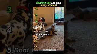 Ranking Cat and Dog Funny Moment #catshorts #shortvideo #shorts
