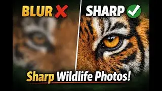 Wildlife Photography Sharp Images | Animals & Birds Clear Photo Tips #gauravtravelstories