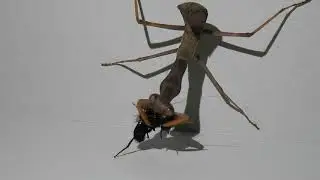 The Giant Asian Mantis (Hierodula tenuidentata Saussure, 1869)