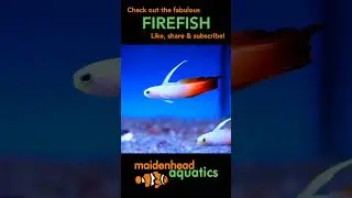 Firefish #firefish #marinelife #fishkeeping