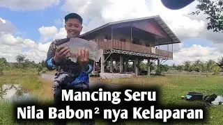 Mancing Ikan Nila, Tidak sampai 1 Jam Target Dapat !! #palangkaraya, #mancingnilababon, #mancing