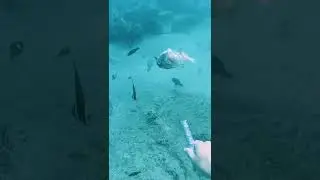 Zombie fish identified in Hawai'i #shorts