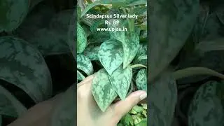 www.upjau.in scindapsus silverlady #scindapsus #silverlady