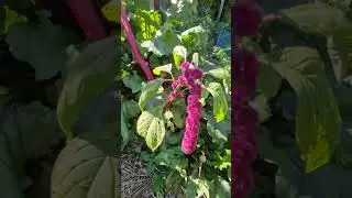 15 octombrie 2025#garden #nature #flowers 💞