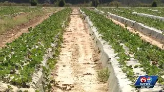 Louisiana farmers welcome short-term relief amid government shutdown