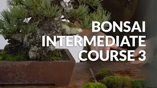 Bonsai Intermediate Course 3 - trailer