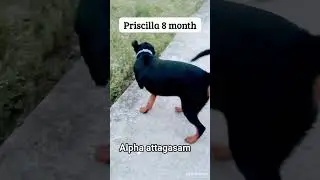 Priscilla life #Alpha attagasam#Rottweiler video#Rottweiler growth#dog video#puppy video#funny