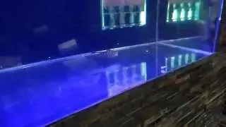 Male BLACK DIAMOND STING RAY attacking his favorite meal.