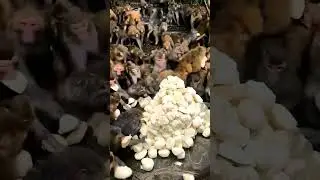 #Hungry Monkeys / Zoo Entertainment