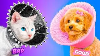 Cómo hacer casitas para mascotas: perro contra gato!