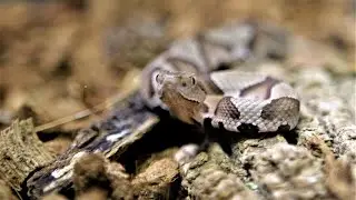 Missouri Department of Conservation shares how Ozarkians can stay away from copperhead snakes